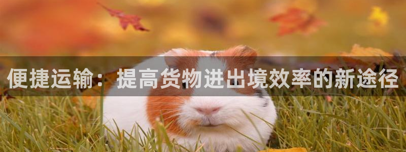 28圈注册与教程：便捷运输：提高货物